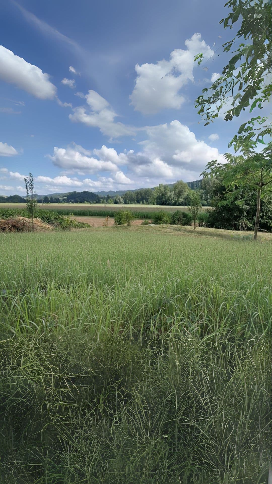 Avant intervention - Grand terrain Pamiers