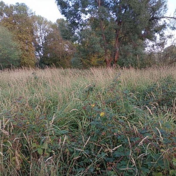 Avant intervention - Terrain Narbonne