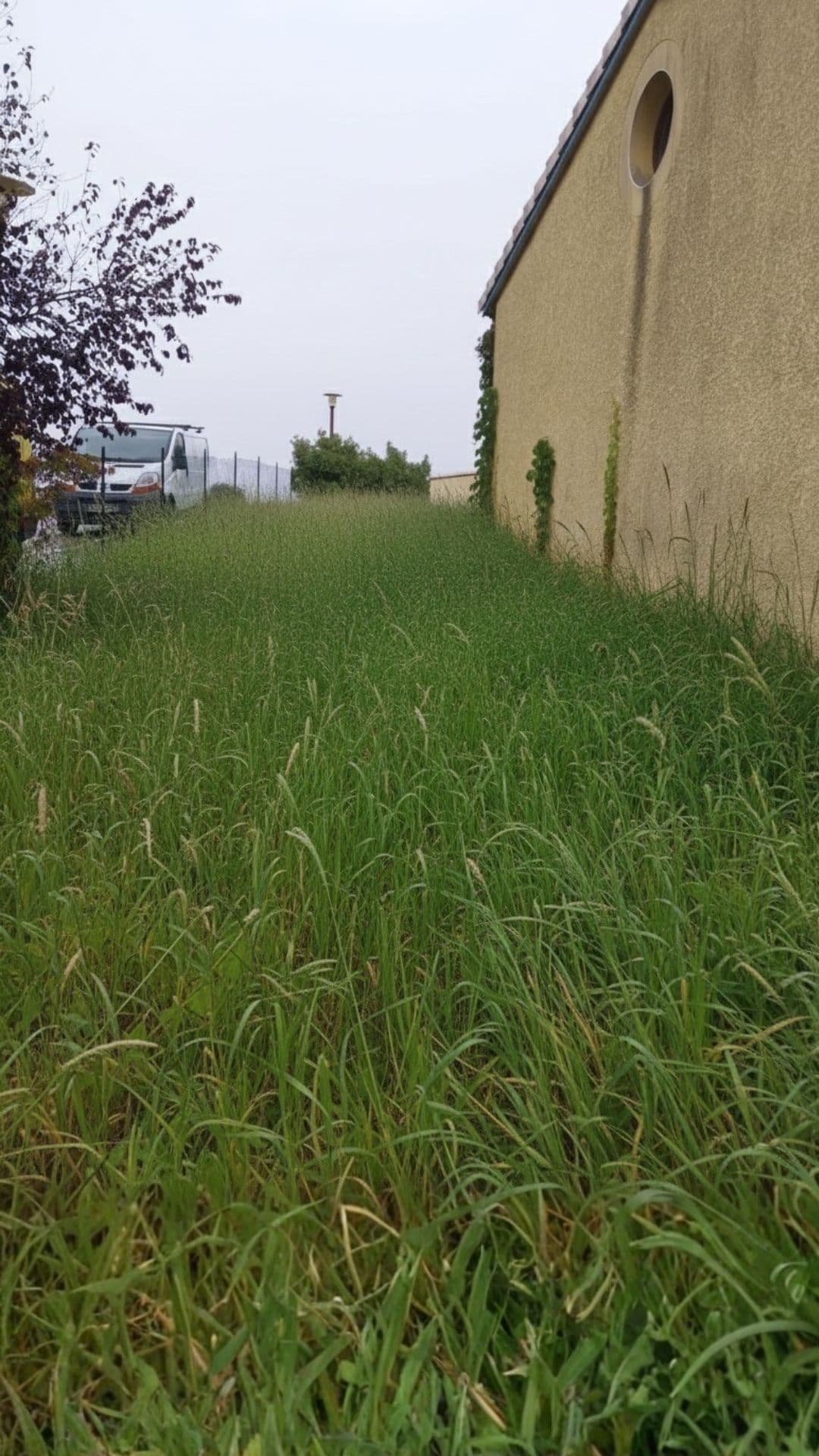 Avant intervention - Pelouse Limoges